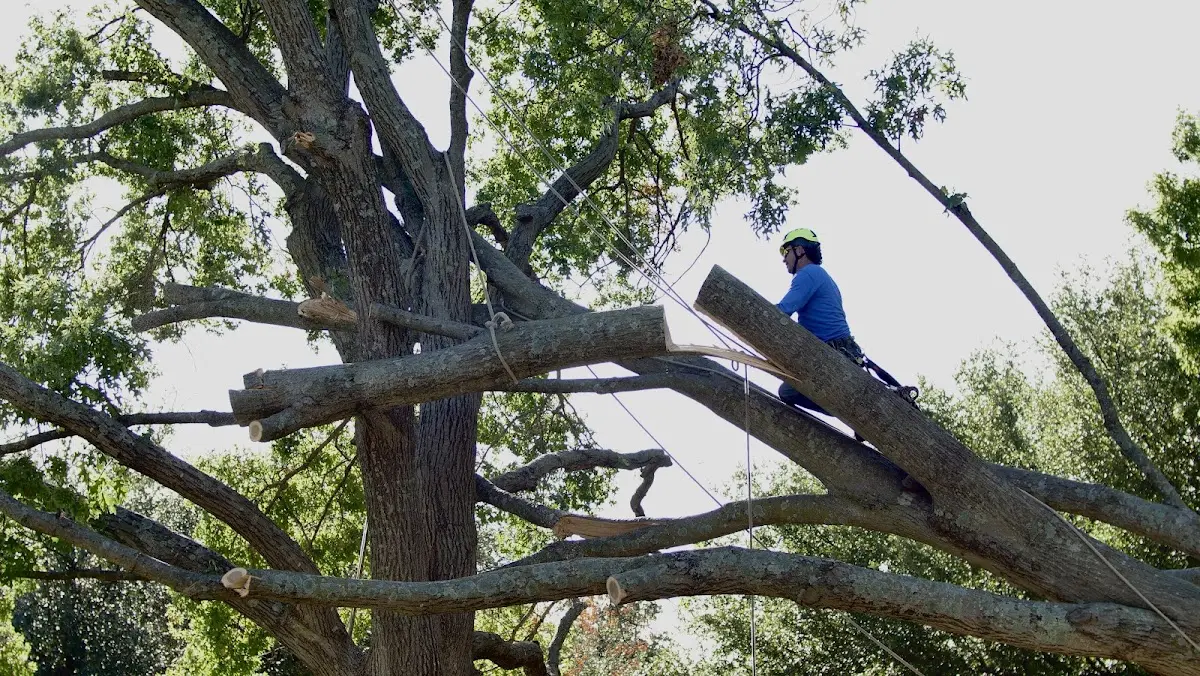 Professional Crown Thinning performed by certified arborists in Lytle